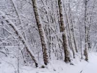 Frisch verschneite Birkenstämme